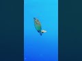 big ocean small fish