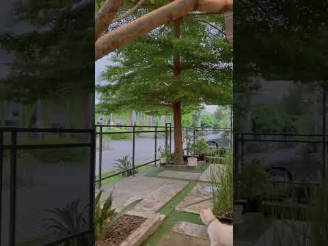 Video: Seberapa besar pohon gugur?
