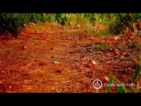 Video Sư Minh Niệm || Chấp Nhận Cảm Xúc Xấu || chùa Hoa... - youtube