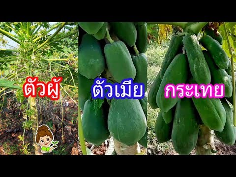 วืธีดู เพศมะละกอ ตัวผู้ ตัวเมีย | ป้าแมว