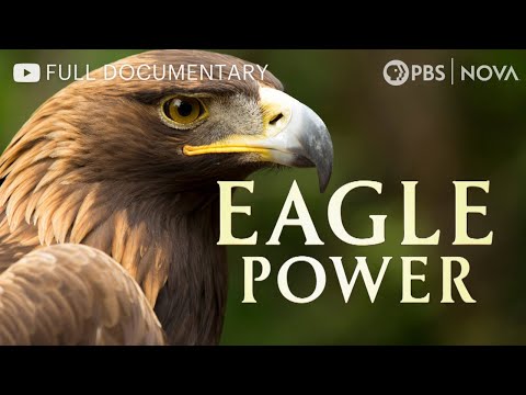 Eagle Power documentary thumbnail