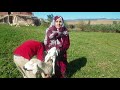 فتيحة و الخروف الصغير