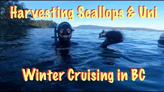 Winter Cruising in BC - Harvesting Scallops & Uni