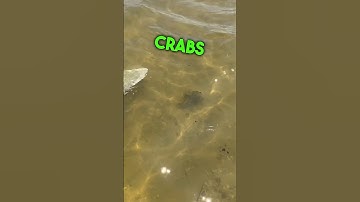 Wading for Blue Crabs #chesapeakebay #crabbing #crabs