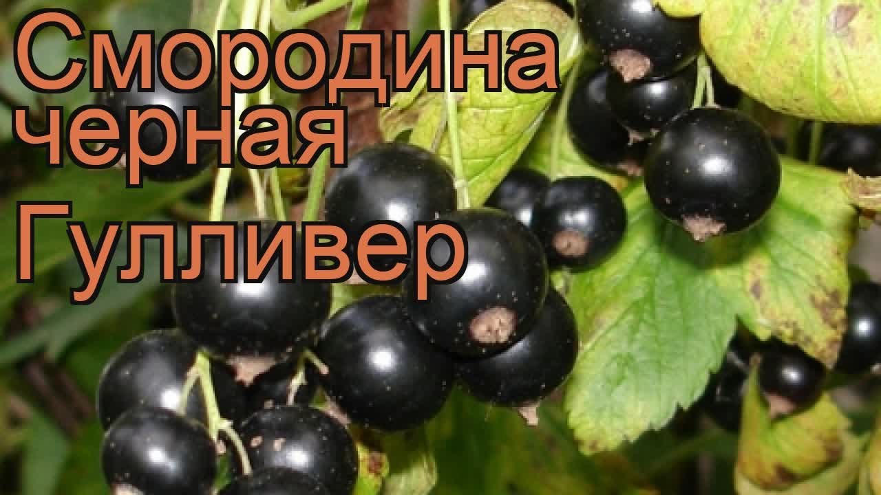 Смородина Гулливер Описание Сорта Фото Отзывы