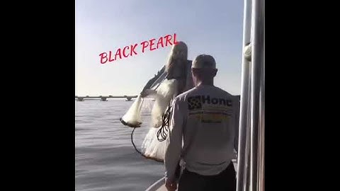 Throwing A Black Pearl Cast Net Invi Series by Christine