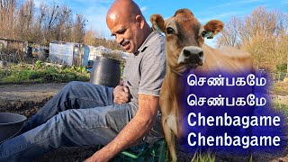 செண்பகமே செண்பகமே /senbagame senbagame