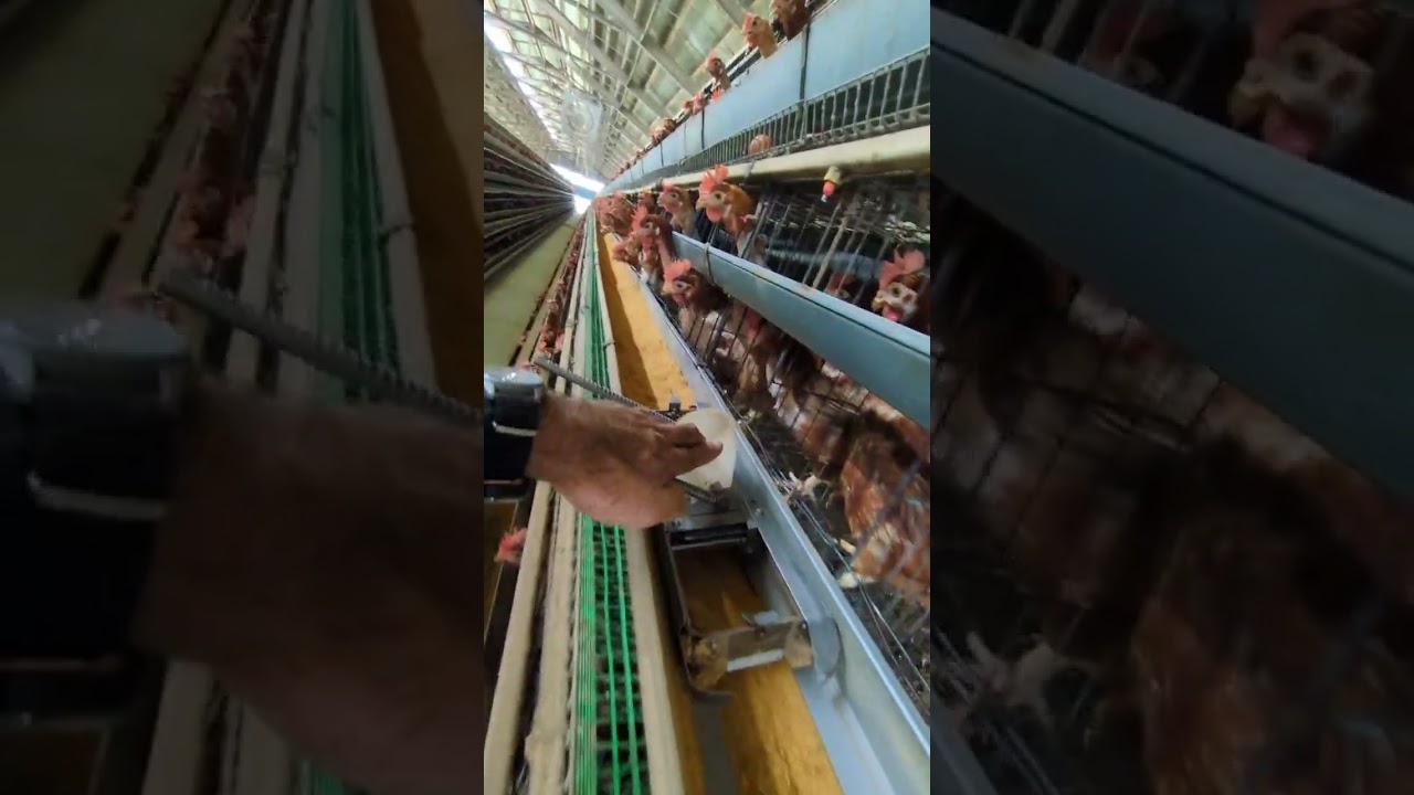 養鶏場の裏側公開】鶏たちにきちんとエサを与えるための修繕をする