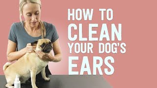 How to Clean A Dog's Ears (Demo on a Pug!)