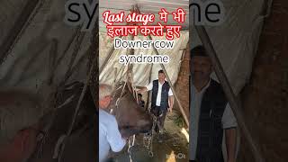 Downer cow symptoms l Dr Umar Khan