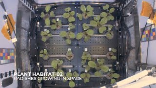Radishes Growing in Space: 27 Days in 10 Seconds