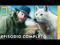 Matriarca de Lobos | La Leyenda del Lobo Blanco | Nat Geo en Español