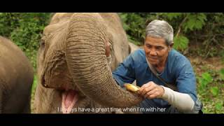 The Last Elephant Mahout in Laos