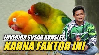 LOVEBIRD SUSAH KONSLET KARNA FAKTOR INI - BERSAMA OM NOVI BANJARNEGARA - Argosuro Cup 1