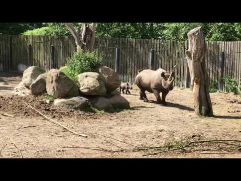 Video: Franske Zoologiske Gæster Skraber Deres Navne Ind I Næsehornets Ryg