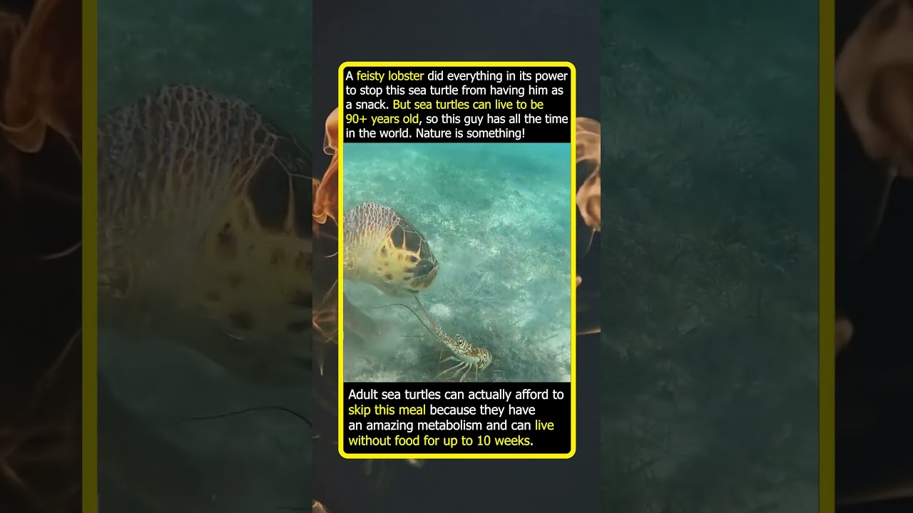 This Feisty Lobster Is Fighting For Its Life