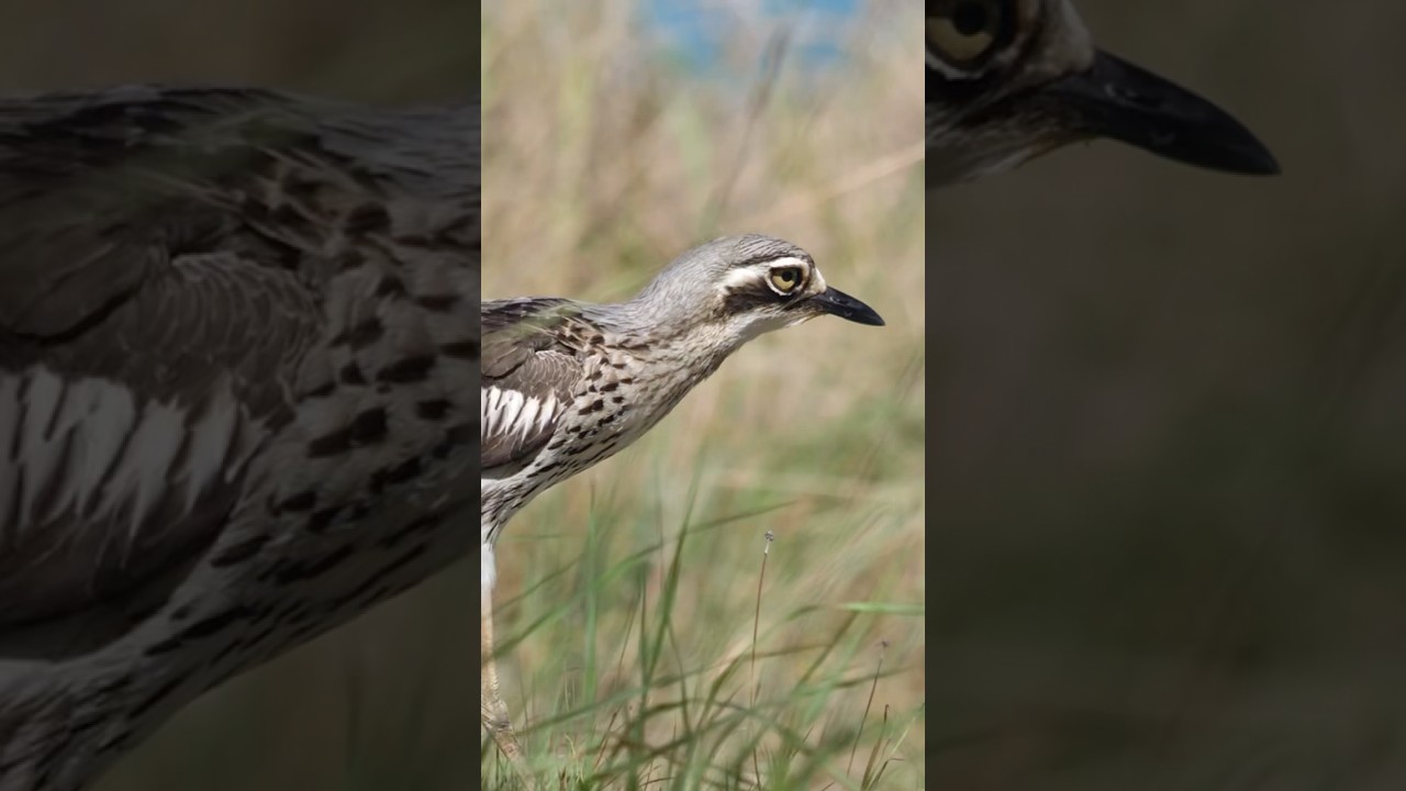 Check out these Bush Stone Curlews!! 