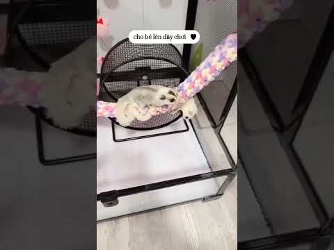 Video Đồ chơi dây thừng leo trèo treo lồng cho Sóc bay,... - youtube