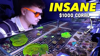 My Coral Collection: High End Corals & Budget-Friendly Beginner Frags by Danny's Aquariums 7,020 views 4 months ago 24 minutes