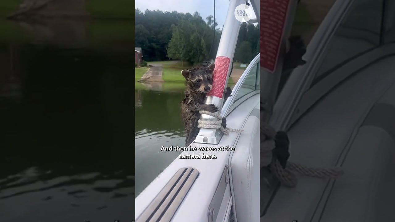 Man Rescues Helpless Baby Raccoon From Danger Humankind Shorts