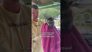 Man rescues helpless baby raccoon from danger | Humankind #Shorts