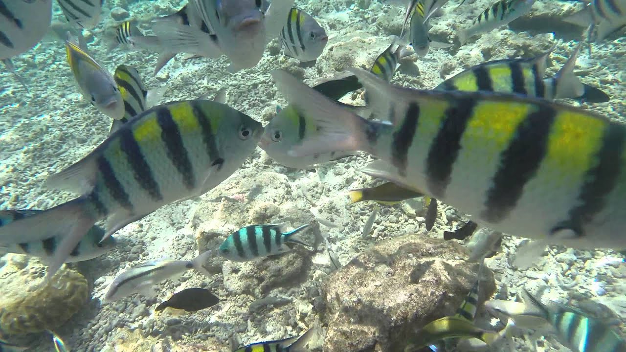 Nalusuan Island Marine Sanctuary