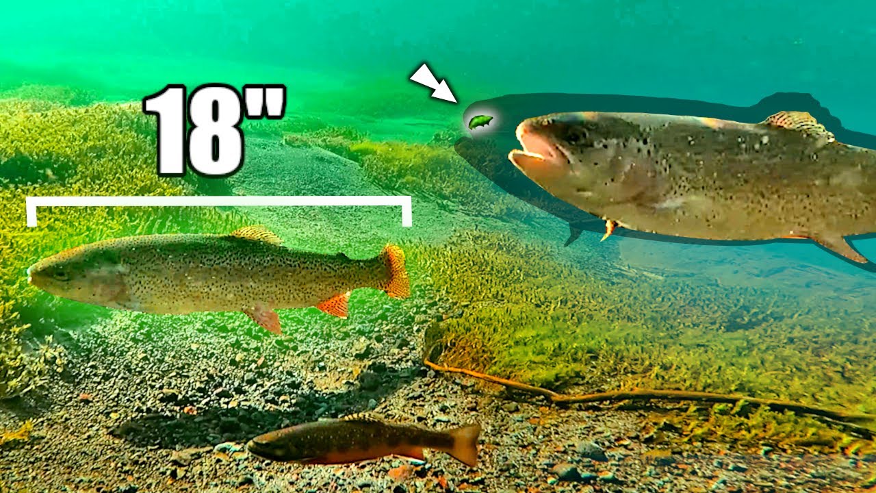 Поведение крупной форели раскрыто с помощью НОВЫХ ПОДВОДНЫХ КАДРОВ!!! Ловите больше форели, испол...