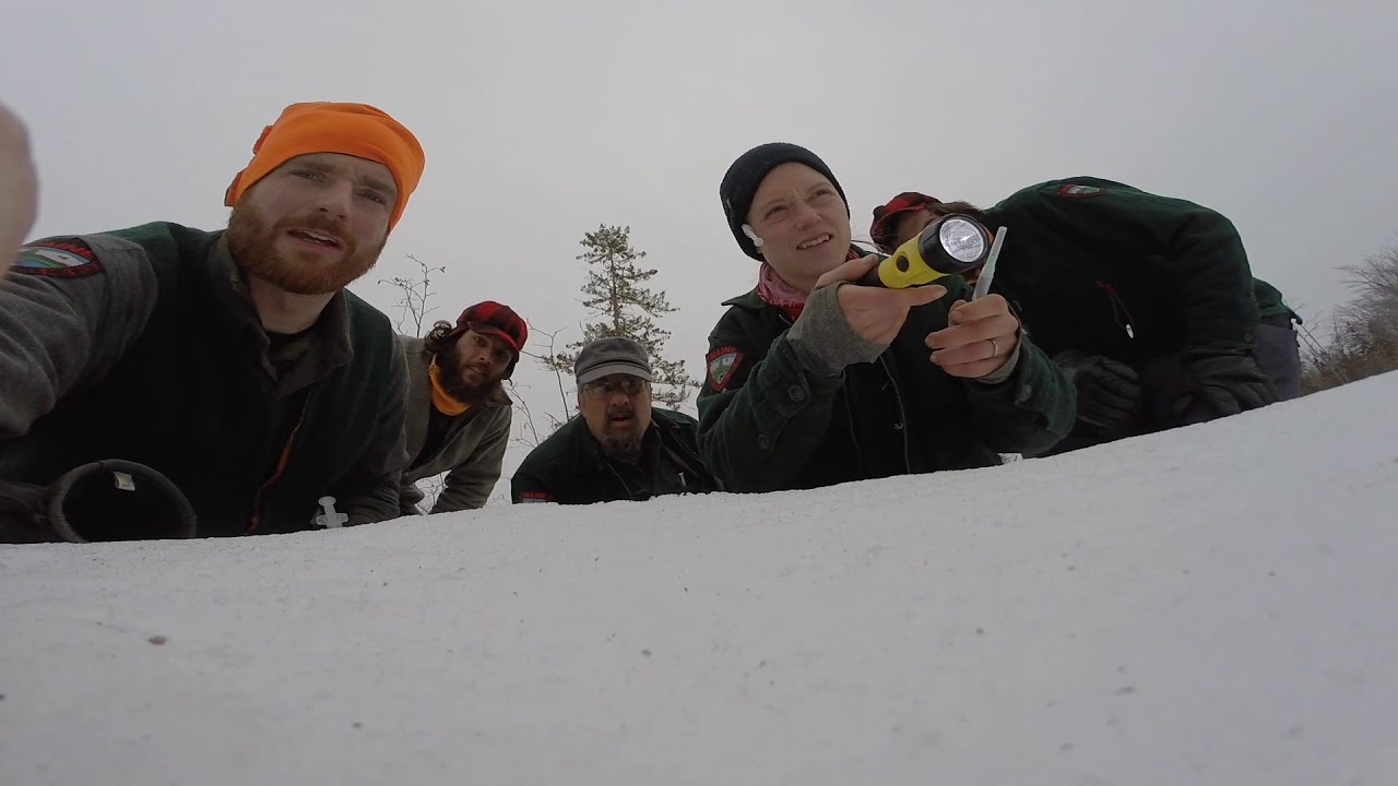 Bear den selection: Beaver house