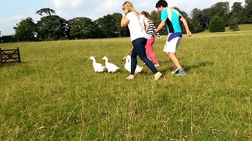 Duck Herding Event Activity