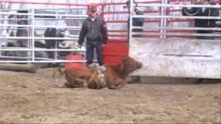 Davis Rodeo Ranch 691 SUPERFREAK Calves Profile