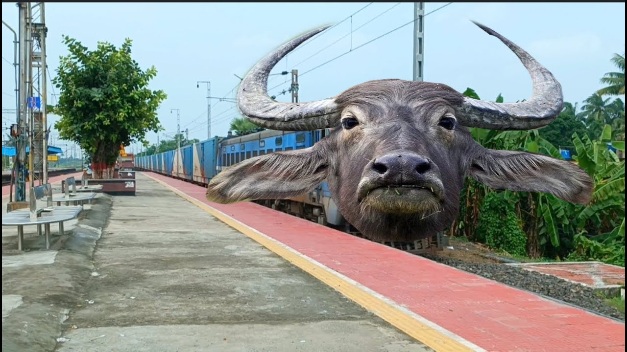 Dangerous Buffalo Headed Aggressive Freight Train Furious Moving Throughout At Balarambati