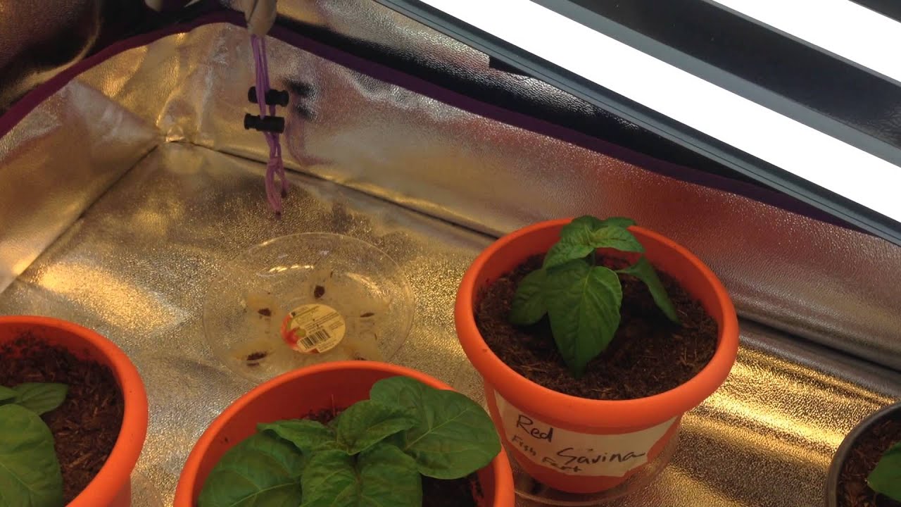 2015 Superhot Peppers Organic Fertilizer experiment! Fish Fertilizer