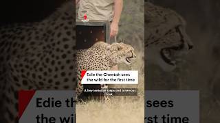 Landmark moment for conservation as Edie the Cheetah is released into the wild