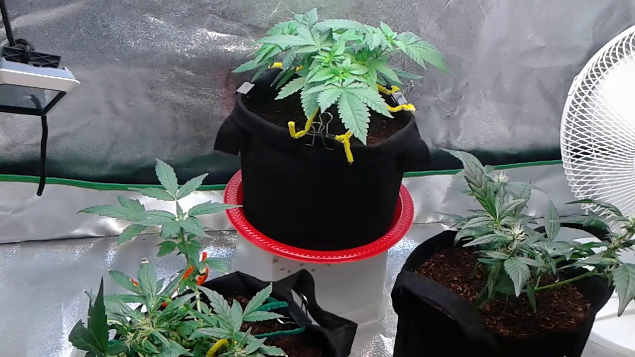 Crop King Seeds Bubba Kush Auto and White Cookies Grow update