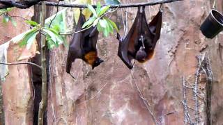 Batdick