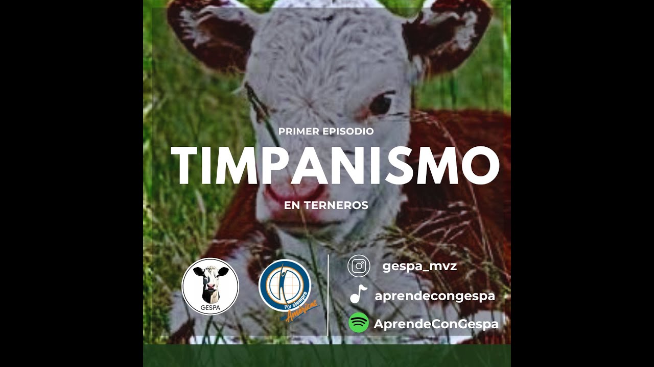 Timpanismo En Terneros pt1 Conceptos básicos de la enfermedad YouTube