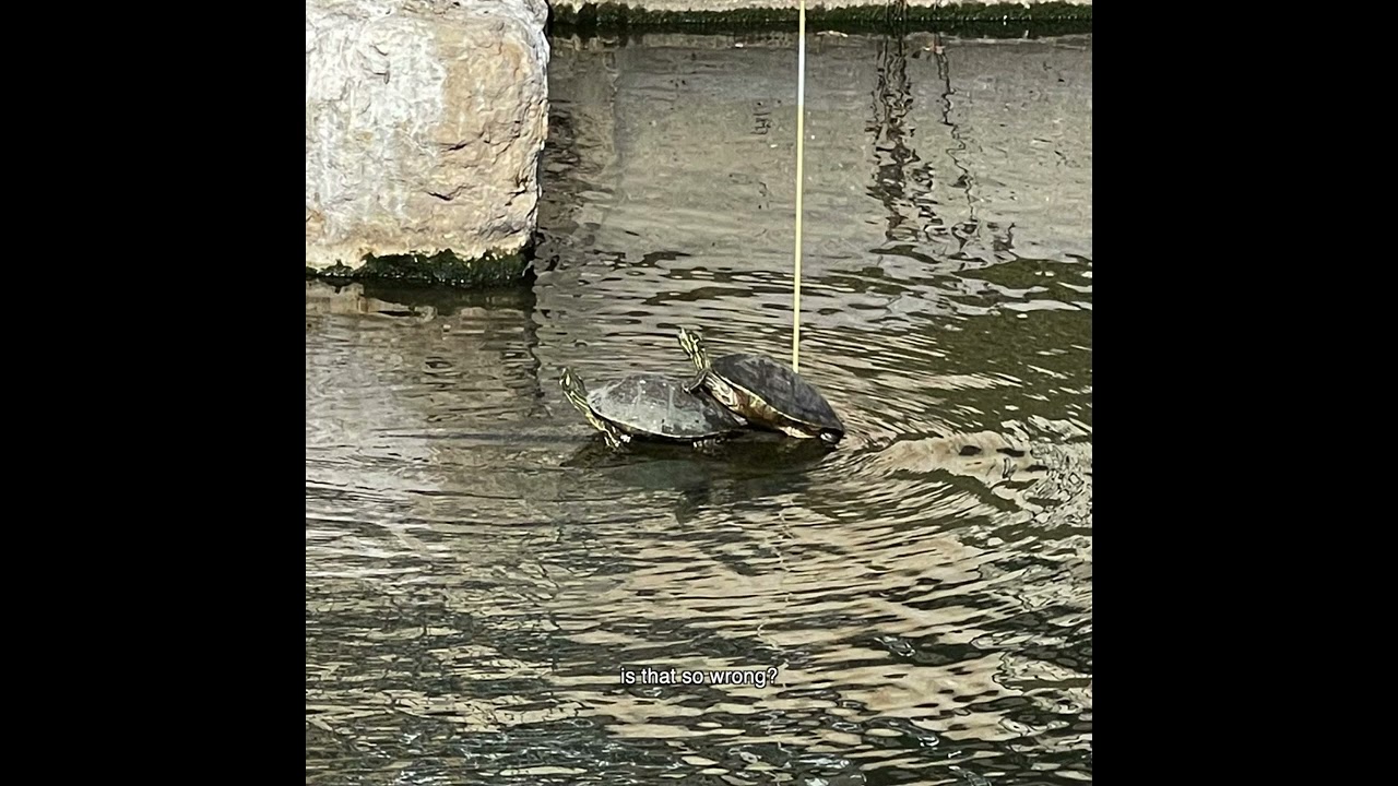 Watch MICKEY DARLING - IS THAT SO WRONG? (w/ DAFNA) (audio) on YouTube Watch MICKEY DARLING - IS THAT SO WRONG? (w/ DAFNA) (audio) on YouTube