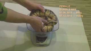 Ball python collection and weighing 12.2013