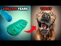 The Incredible Journey of Dog Evolution