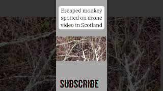 Escaped monkey  spotted on drone video in scotland highland shorts fyp