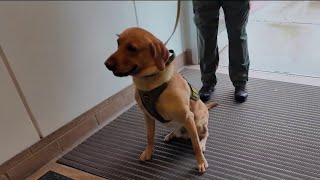 K-9 detects guns, illegal items in Seminole County Schools