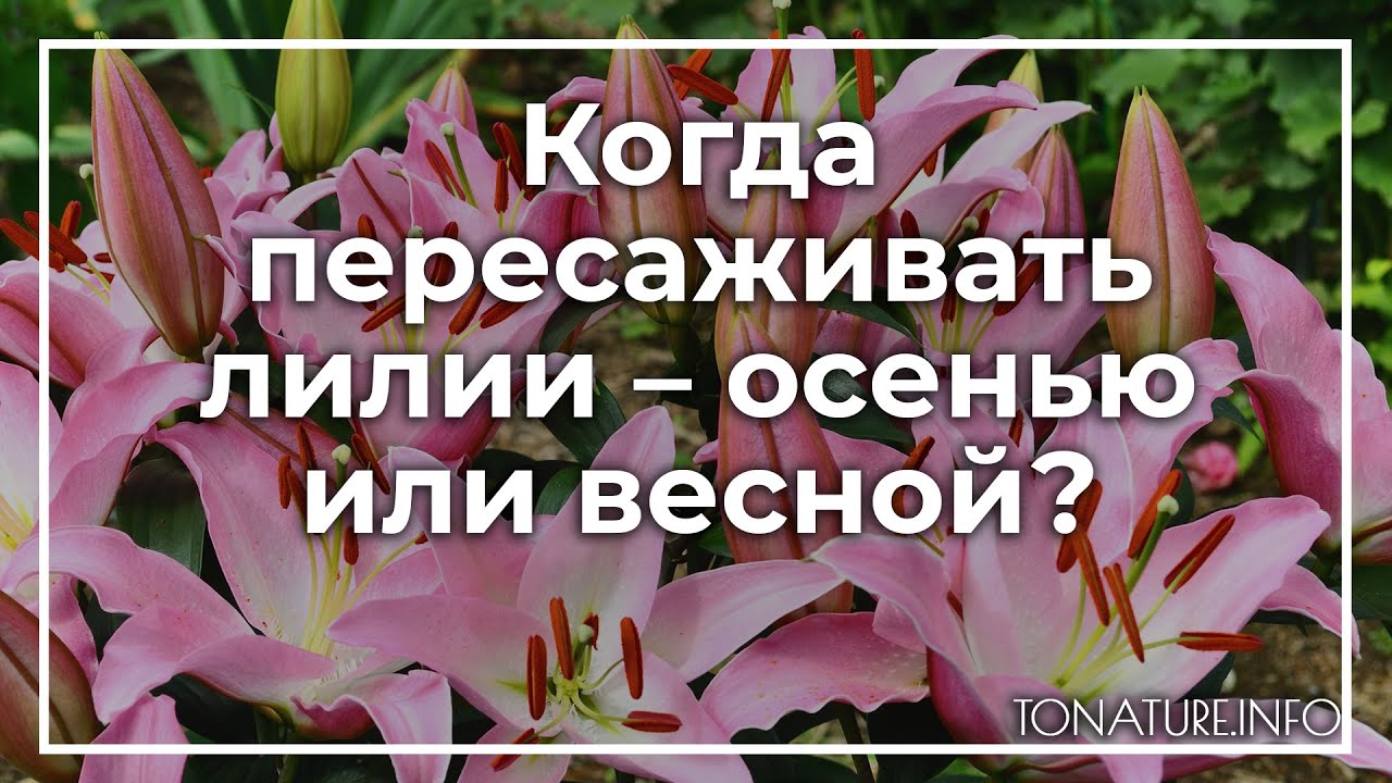 Пересадка лилий весной