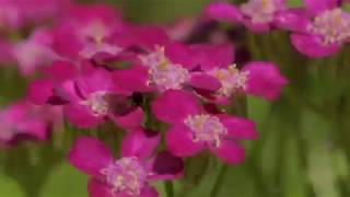 Leon Kluge Landscape Design, Klein Constantia Garden