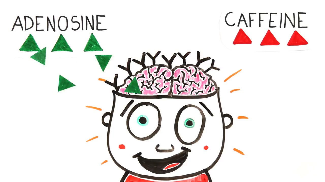Your Brain On Coffee - YouTube