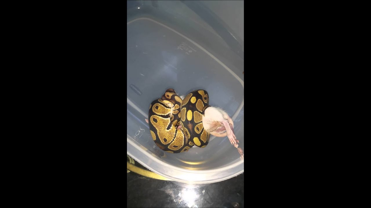 camera iphone 8 plus apk KANDI pt.1 eating her live rat after fresh shed