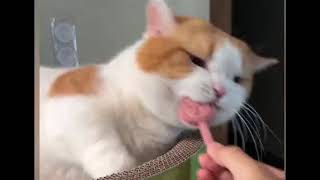 : Top 10 funniest cats