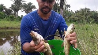 One of the biggest predators of fish in fish farms, tanks or reservoirs.