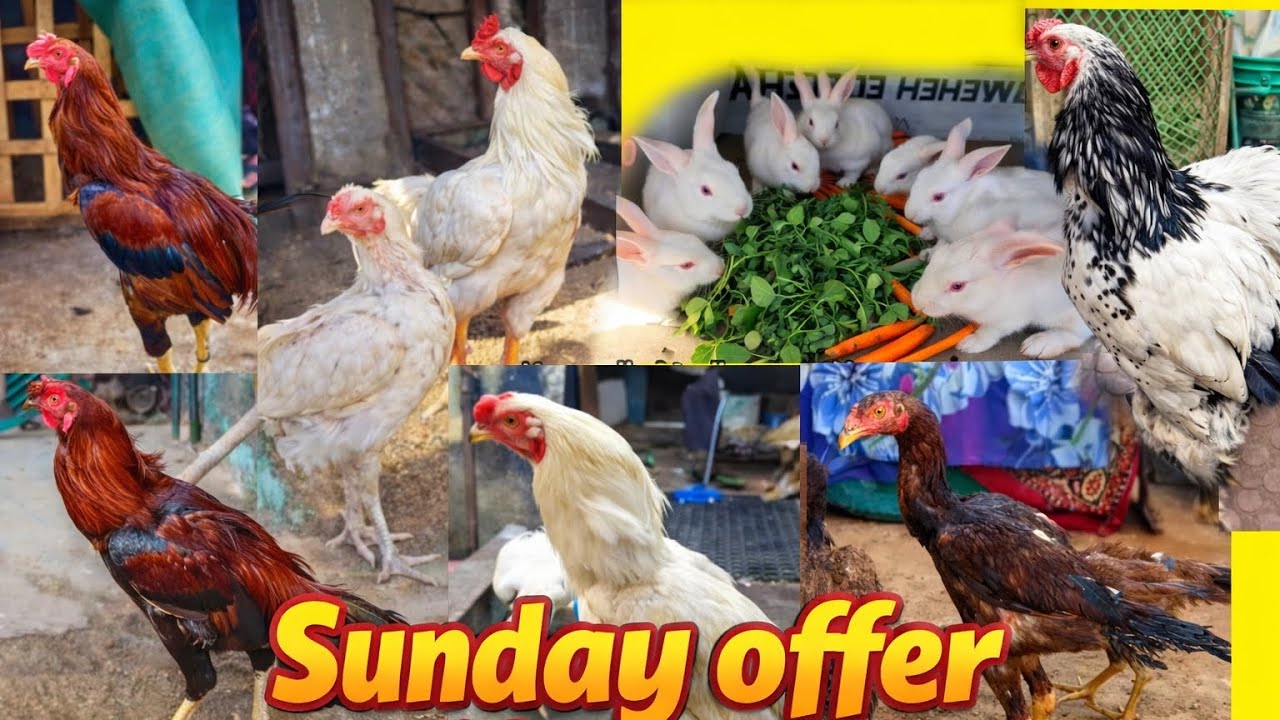 Top Quality Aseel for sale in Hyderabad part 2