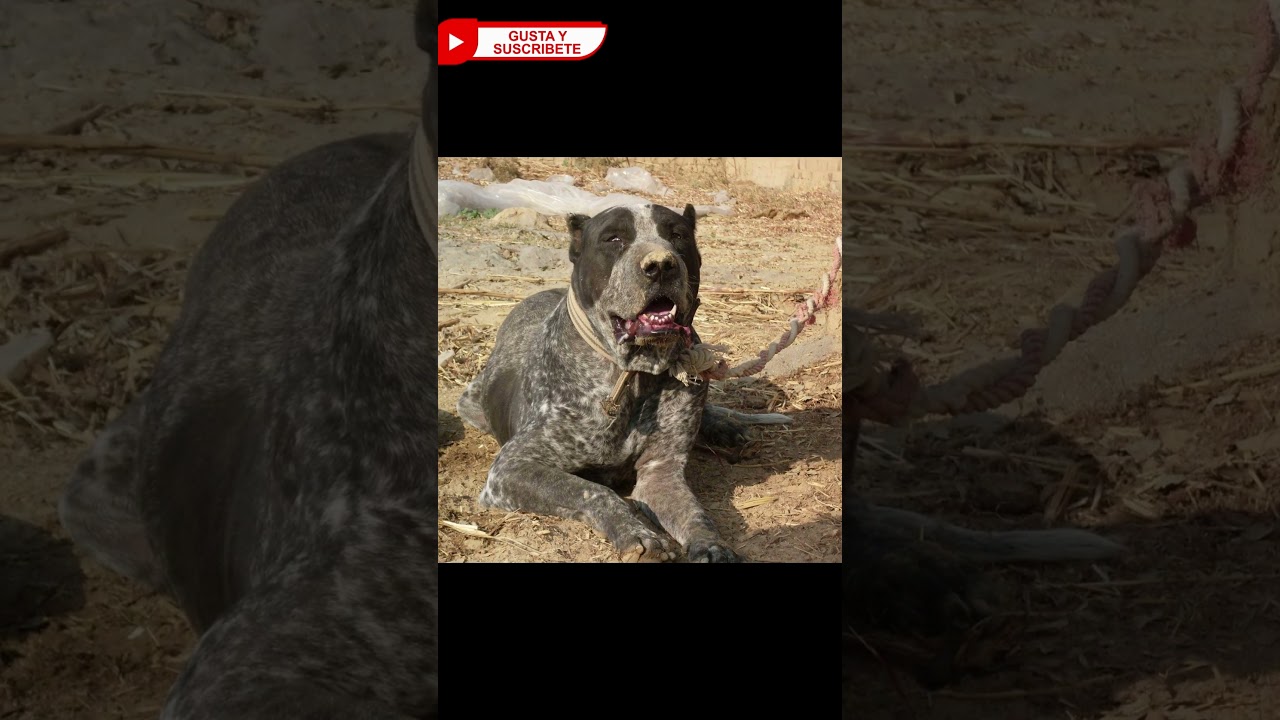 💥3 Feroces perros de Pakistán 🇵🇰