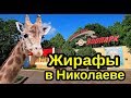 Жираф в Николаеве, в Николаевский зоопарк привезли жирафов. Зоопарк Николаев 2019